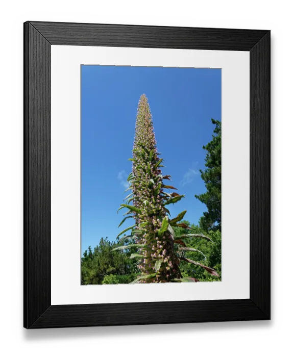 Framed Print : Giant viper's bugloss (Echium pininana) flowering spike, Tremenheere Sculpture Gardens, Cornwall, England, UK. June. Endangered Framed Print : Giant viper's bugloss (Echium pininana) flowering spike, Tremenheere Sculpture Gardens, Cornwall, England, UK. June. Endangered