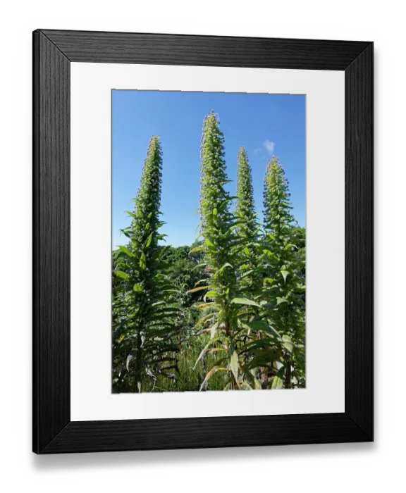 Framed Print : Giant viper's bugloss (Echium pininana) stand of flowering spikes, Tremenheere Sculpture Gardens, Cornwall, England, UK. June. Endangered Framed Print : Giant viper's bugloss (Echium pininana) stand of flowering spikes, Tremenheere Sculpture Gardens, Cornwall, England, UK. June. Endangered