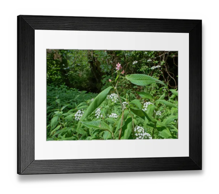 Framed Print : Lesser knotweed (Persicaria campanulata) a Himalayan species naturalised in the UK, flowering by a woodland stream, The Lizard Peninsula, Cornwall, England, UK. June Framed Print : Lesser knotweed (Persicaria campanulata) a Himalayan species naturalised in the UK, flowering by a woodland stream, The Lizard Peninsula, Cornwall, England, UK. June