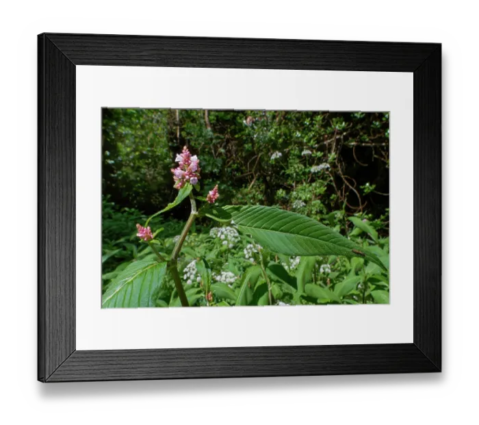 Framed Print : Lesser knotweed (Persicaria campanulata) a Himalayan species naturalised in the UK, flowering by a woodland stream, The Lizard Peninsula, Cornwall, England, UK. June Framed Print : Lesser knotweed (Persicaria campanulata) a Himalayan species naturalised in the UK, flowering by a woodland stream, The Lizard Peninsula, Cornwall, England, UK. June