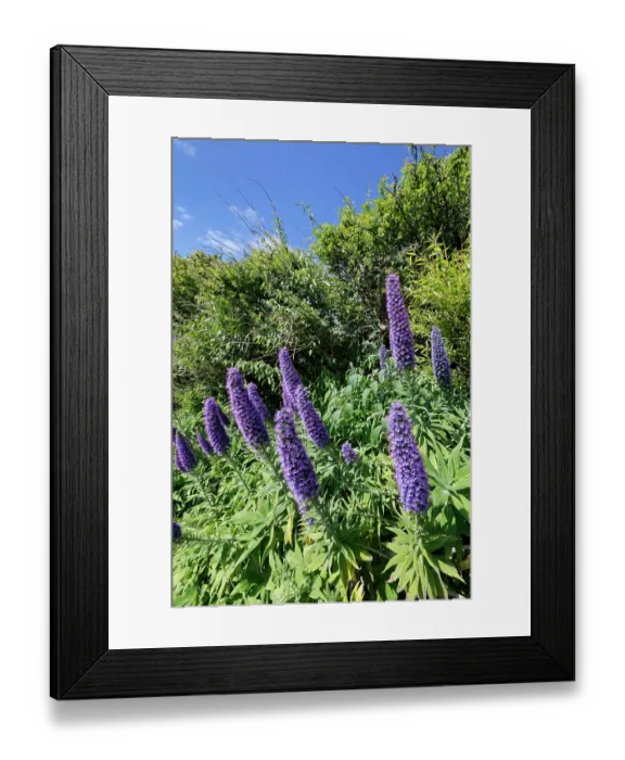 Framed Print : Pride of Madeira (Echium candicans) flowering in a garden flowerbed, The Lizard Peninsula, Cornwall, England, UK. June Framed Print : Pride of Madeira (Echium candicans) flowering in a garden flowerbed, The Lizard Peninsula, Cornwall, England, UK. June