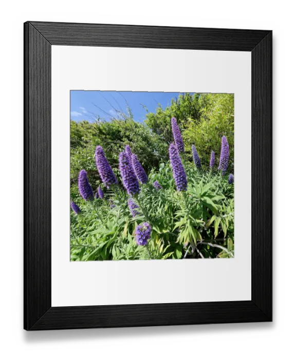 Framed Print : Pride of Madeira (Echium candicans) flowering in a garden flowerbed, The Lizard Peninsula, Cornwall, England, UK. June Framed Print : Pride of Madeira (Echium candicans) flowering in a garden flowerbed, The Lizard Peninsula, Cornwall, England, UK. June