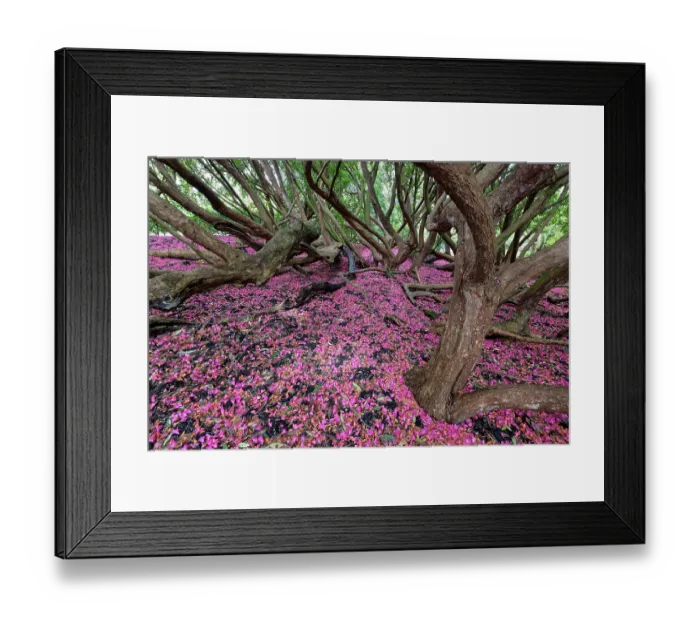 Framed Print : Fallen pink Rhododendron petals covering the ground on the Woodland Walk, Lost Gardens of Heligan, Cornwall, UK. March Framed Print : Fallen pink Rhododendron petals covering the ground on the Woodland Walk, Lost Gardens of Heligan, Cornwall, UK. March