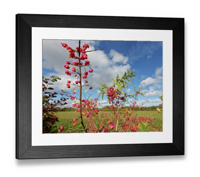 Framed Print : Spindle tree (Euonymus europaeus) with colourful berries in a hedgerow, Wiltshire, England, UK. October