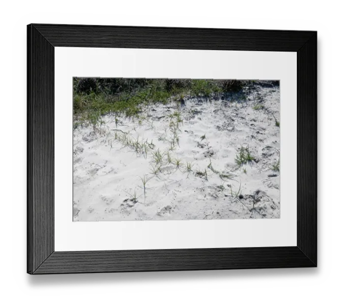 Framed Print : Sand sedge (Carex arenaria) immature plants growing from two underground stolons beginning to colonise a bare area in sand dunes, Dorset, England, UK. July