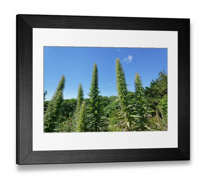 Framed Print : Giant viper's bugloss (Echium pininana) stand of flowering spikes, Tremenheere Sculpture Gardens, Cornwall, England, UK. June. Endangered
