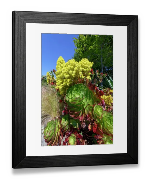 Framed Print : Tree houseleek (Aeonium arboreum) in flower, Tremenheere Sculpture Gardens, Cornwall, England, UK. June Framed Print : Tree houseleek (Aeonium arboreum) in flower, Tremenheere Sculpture Gardens, Cornwall, England, UK. June