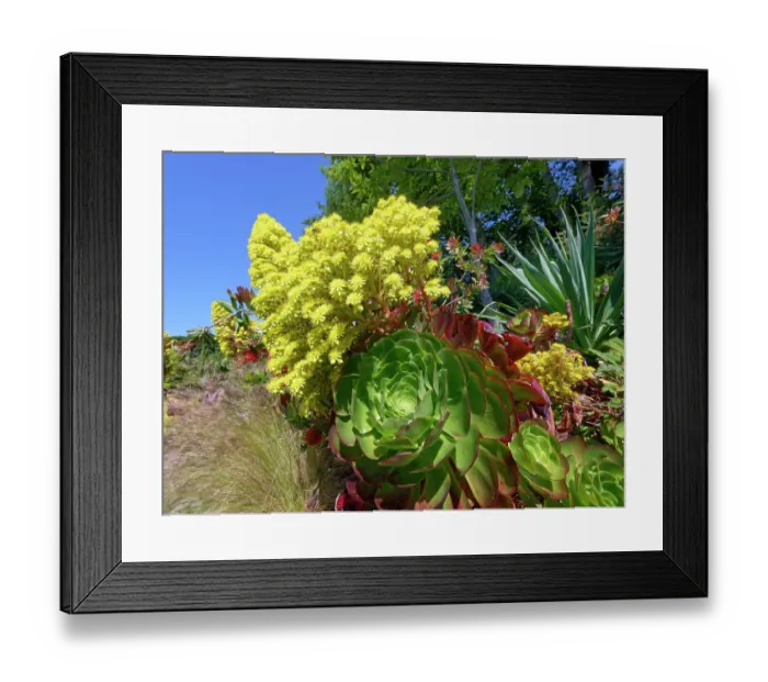 Framed Print : Tree houseleek (Aeonium arboreum) in flower, Tremenheere Sculpture Gardens, Cornwall, England, UK. June Framed Print : Tree houseleek (Aeonium arboreum) in flower, Tremenheere Sculpture Gardens, Cornwall, England, UK. June