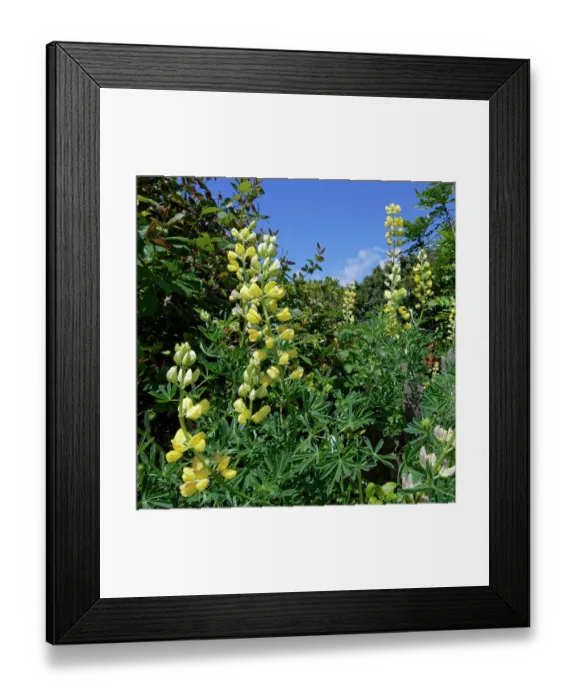 Framed Print : Tree lupin (Lupinus arboreus) in flower along a garden fence, Cornwall, England, UK. June Framed Print : Tree lupin (Lupinus arboreus) in flower along a garden fence, Cornwall, England, UK. June