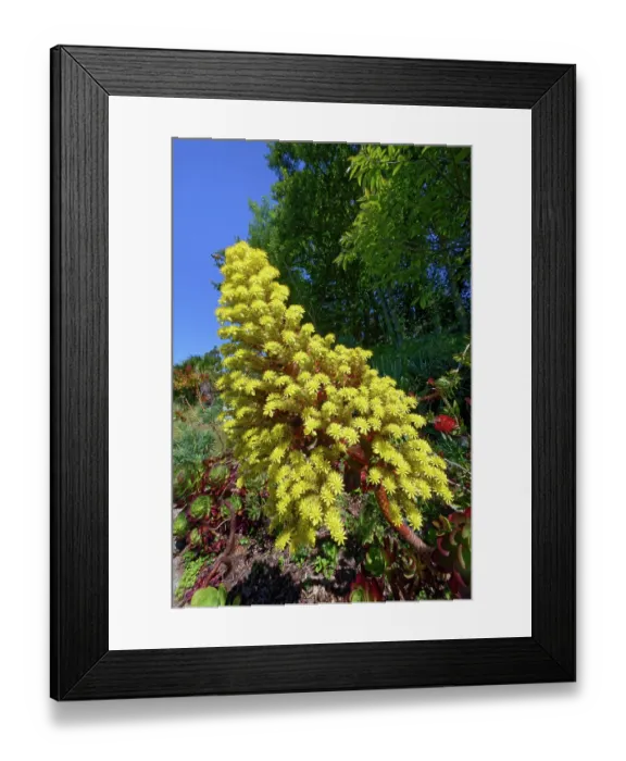 Framed Print : Tree houseleek (Aeonium arboreum) in flower, Tremenheere Sculpture Gardens, Cornwall, England, UK. June Framed Print : Tree houseleek (Aeonium arboreum) in flower, Tremenheere Sculpture Gardens, Cornwall, England, UK. June