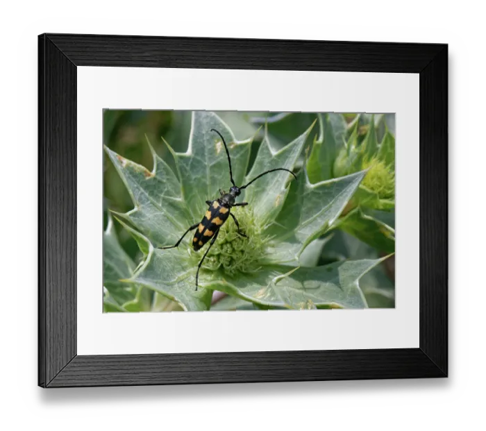 Framed Print : Four-banded longhorn beetle (Leptura quadrifasciata) nectaring on Sea holly (Eryngium maritimum) flowers among sand dunes, Kenfig National Nature Reserve, Glamorgan, Wales, UK Framed Print : Four-banded longhorn beetle (Leptura quadrifasciata) nectaring on Sea holly (Eryngium maritimum) flowers among sand dunes, Kenfig National Nature Reserve, Glamorgan, Wales, UK