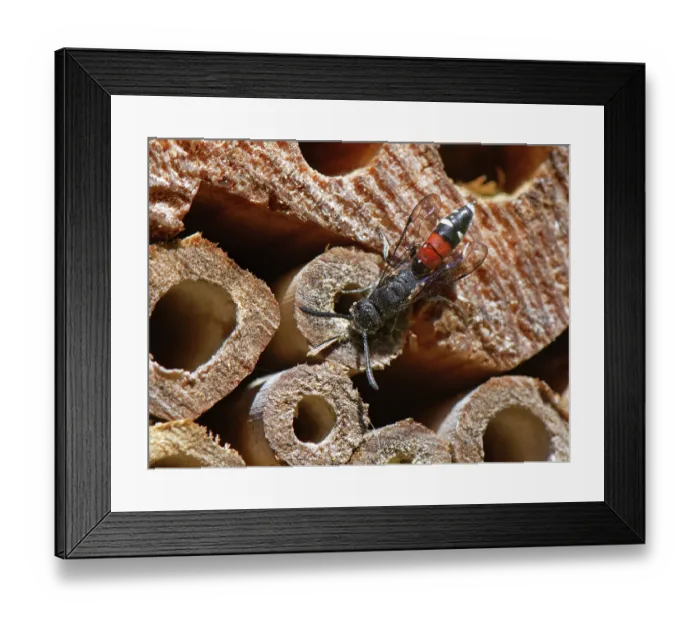 Framed Print : Five-spotted club-horned wasp (Sapyga quinquepunctata), a parasite of Mason bees, visiting an insect hotel with phoretic mites attached, Wiltshire, England, UK. June Framed Print : Five-spotted club-horned wasp (Sapyga quinquepunctata), a parasite of Mason bees, visiting an insect hotel with phoretic mites attached, Wiltshire, England, UK. June