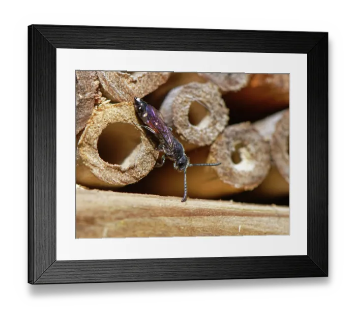 Framed Print : Five-spotted club-horned wasp (Sapyga quinquepunctata), a parasite of Mason bees, visiting an insect hotel, Wiltshire, England, UK. May Framed Print : Five-spotted club-horned wasp (Sapyga quinquepunctata), a parasite of Mason bees, visiting an insect hotel, Wiltshire, England, UK. May