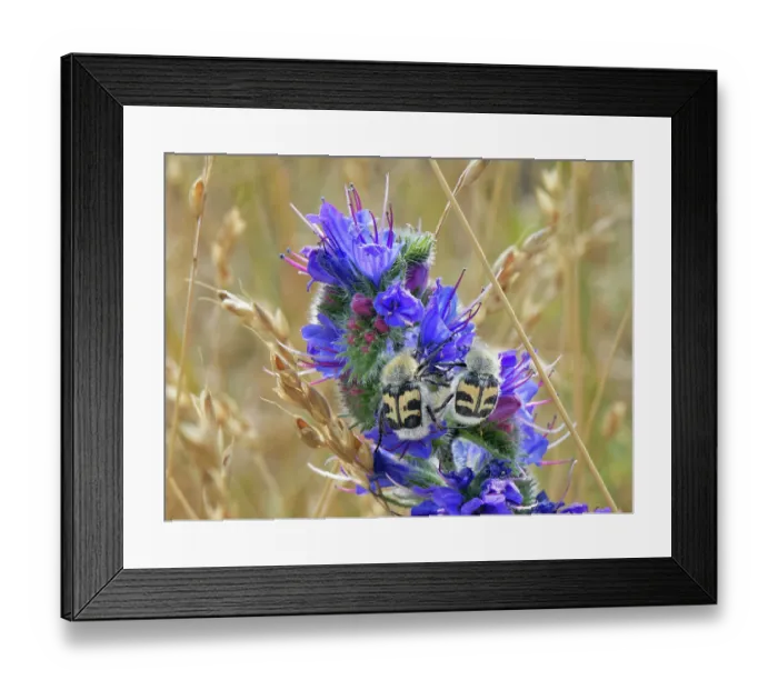Framed Print : Two Bee beetles (Trichius fasciatus) grappling with each other as they forage on Vipers bugloss (Echium vulgare) flowers, Kenfig National Nature Reserve, Glamorgan, Wales, UK Framed Print : Two Bee beetles (Trichius fasciatus) grappling with each other as they forage on Vipers bugloss (Echium vulgare) flowers, Kenfig National Nature Reserve, Glamorgan, Wales, UK