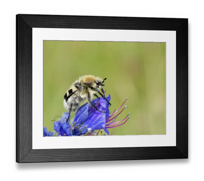 Framed Print : Bee beetle (Trichius fasciatus), a bumblebee mimic, about to take flight from a Vipers bugloss (Echium vulgare) flower, Kenfig National Nature Reserve, Glamorgan, Wales, UK. June Framed Print : Bee beetle (Trichius fasciatus), a bumblebee mimic, about to take flight from a Vipers bugloss (Echium vulgare) flower, Kenfig National Nature Reserve, Glamorgan, Wales, UK. June