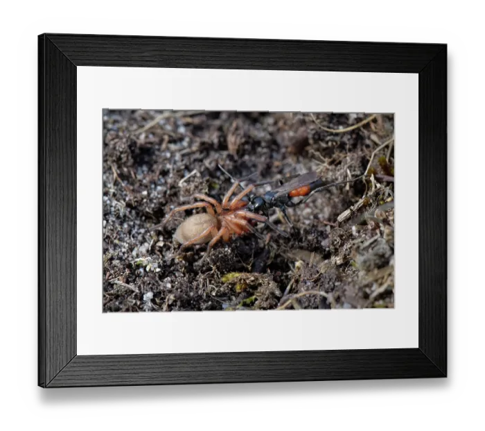 Framed Print : RF - Ridge-saddled spider wasp (Cryptocheilus notatus) dragging Sac spider (Clubiona sp.) prey to its nest burrow in heathland, Dorset, England, UK. August Framed Print : RF - Ridge-saddled spider wasp (Cryptocheilus notatus) dragging Sac spider (Clubiona sp.) prey to its nest burrow in heathland, Dorset, England, UK. August