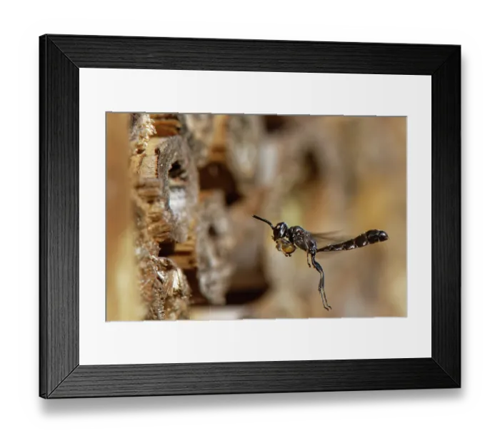 Framed Print : RF - Club-horned wood borer wasp (Trypoxylon clavicerum) flying towards its nest burrow in an insect hotel carrying spider prey for its larvae to feed on, Wiltshire, England, UK Framed Print : RF - Club-horned wood borer wasp (Trypoxylon clavicerum) flying towards its nest burrow in an insect hotel carrying spider prey for its larvae to feed on, Wiltshire, England, UK