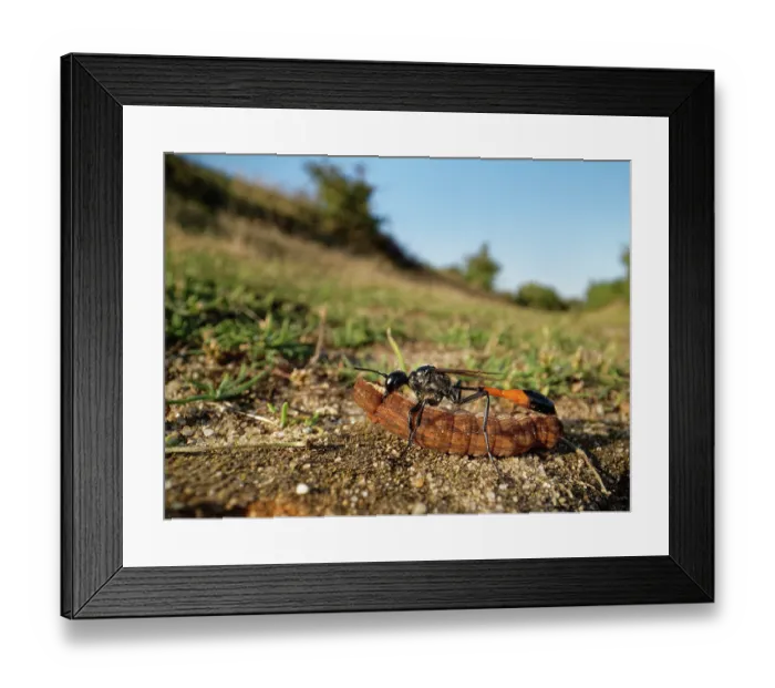 Framed Print : RF - Red-banded sand wasp (Ammophila sabulosa) dragging paralysed caterpillar prey to its nest, food for its larvae, Dorset, England, UK. August Framed Print : RF - Red-banded sand wasp (Ammophila sabulosa) dragging paralysed caterpillar prey to its nest, food for its larvae, Dorset, England, UK. August