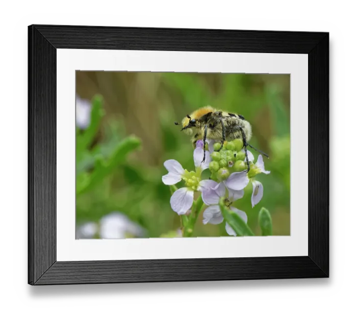 Framed Print : Bee beetle (Trichius fasciatus), a bumblebee mimic, resting on Sea rocket (Cakile maritima) flowers, Kenfig National Nature Reserve, Glamorgan, Wales, UK. June Framed Print : Bee beetle (Trichius fasciatus), a bumblebee mimic, resting on Sea rocket (Cakile maritima) flowers, Kenfig National Nature Reserve, Glamorgan, Wales, UK. June