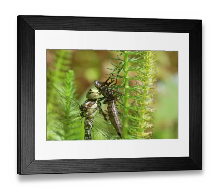 Framed Print : RF - Southern hawker dragonfly (Aeshna cyanea) just emerged from its nymphal exuvia on a Mare's tail (Hippuris vulgaris) plant in a garden pond, Wiltshire, England, UK. August Framed Print : RF - Southern hawker dragonfly (Aeshna cyanea) just emerged from its nymphal exuvia on a Mare's tail (Hippuris vulgaris) plant in a garden pond, Wiltshire, England, UK. August