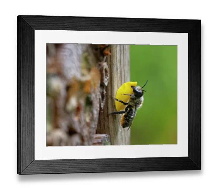 Framed Print : Wood-carving leafcutter bee (Megachile ligniseca) female, arriving at an insect hotel with a circle of yellow flower petal she has cut to seal her nest with, Wiltshire, England Framed Print : Wood-carving leafcutter bee (Megachile ligniseca) female, arriving at an insect hotel with a circle of yellow flower petal she has cut to seal her nest with, Wiltshire, England