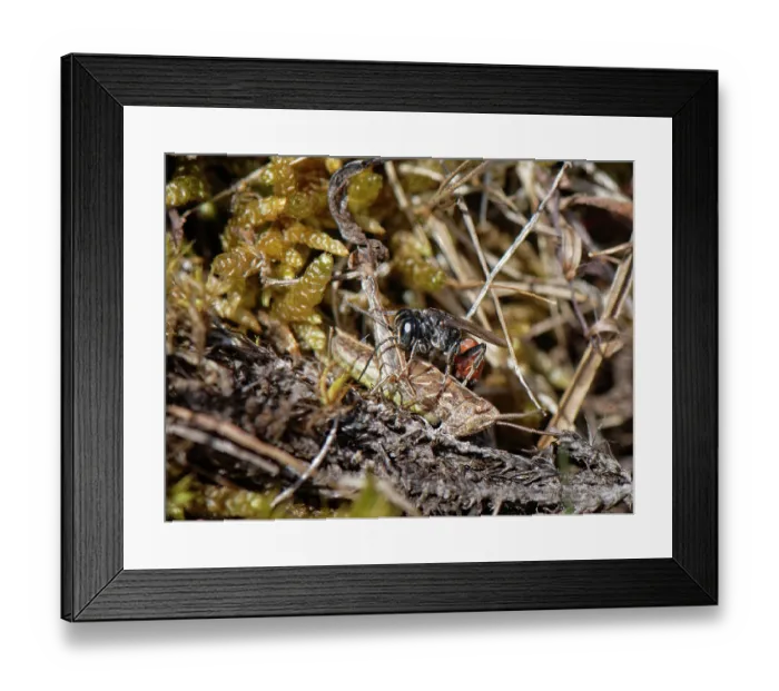 Framed Print : Red-banded grasshopper grabber wasp (Tachysphex pompiliformis) stinging a grasshopper nymph to paralyse it, Dorset, England, UK. July Framed Print : Red-banded grasshopper grabber wasp (Tachysphex pompiliformis) stinging a grasshopper nymph to paralyse it, Dorset, England, UK. July