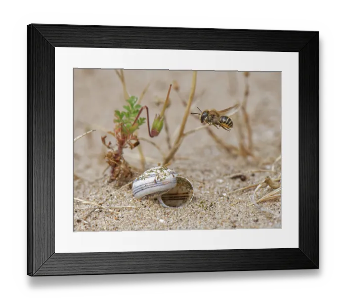 Framed Print : Gold-fringed mason bee (Osmia aurulenta) flying towards its nest in an old snail shell in coastal sand dunes, Merthyr Mawr National Nature Reserve, Glamorgan, Wales, UK. July Framed Print : Gold-fringed mason bee (Osmia aurulenta) flying towards its nest in an old snail shell in coastal sand dunes, Merthyr Mawr National Nature Reserve, Glamorgan, Wales, UK. July