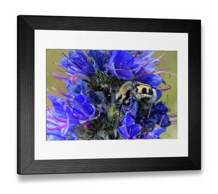 Framed Print : Bee beetle (Trichius fasciatus), a bumblebee mimic, foraging on Vipers bugloss (Echium vulgare) flowers, Kenfig National Nature Reserve, Glamorgan, Wales, UK. June Framed Print : Bee beetle (Trichius fasciatus), a bumblebee mimic, foraging on Vipers bugloss (Echium vulgare) flowers, Kenfig National Nature Reserve, Glamorgan, Wales, UK. June