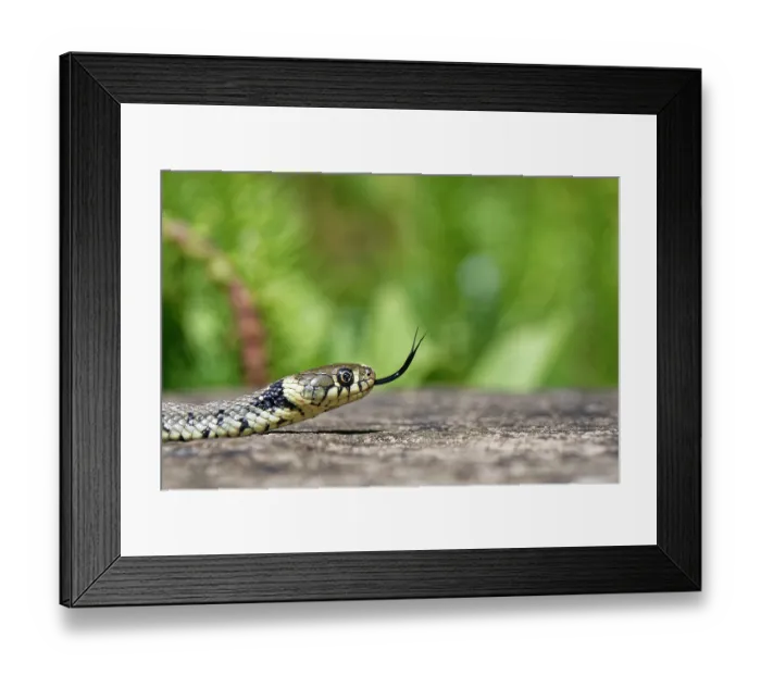 Framed Print : Grass snake (Natrix natrix) flicking its tongue, portrait, Wiltshire, England, UK. June Framed Print : Grass snake (Natrix natrix) flicking its tongue, portrait, Wiltshire, England, UK. June