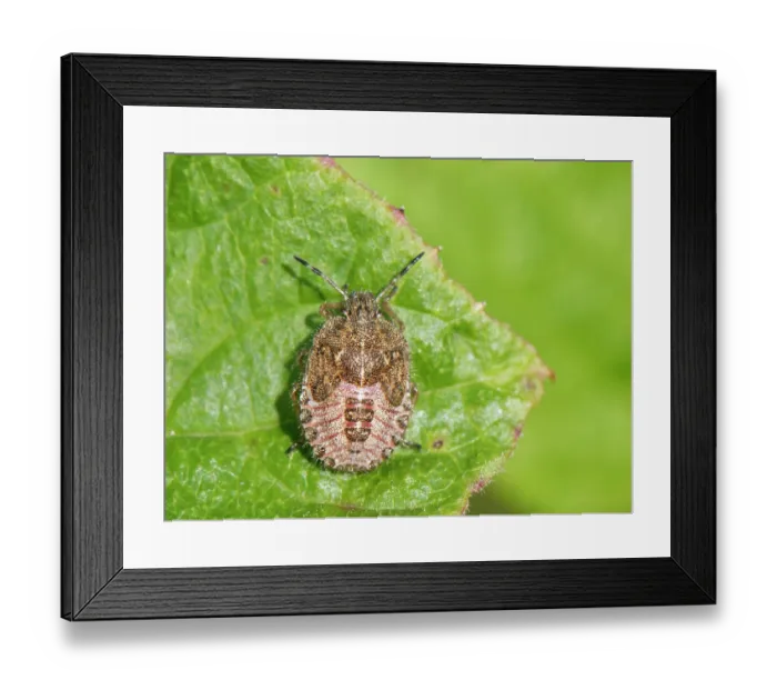 Framed Print : Hairy shieldbug (Dolycoris baccarum) nymph, portrait, Wiltshire, England, UK. August Framed Print : Hairy shieldbug (Dolycoris baccarum) nymph, portrait, Wiltshire, England, UK. August