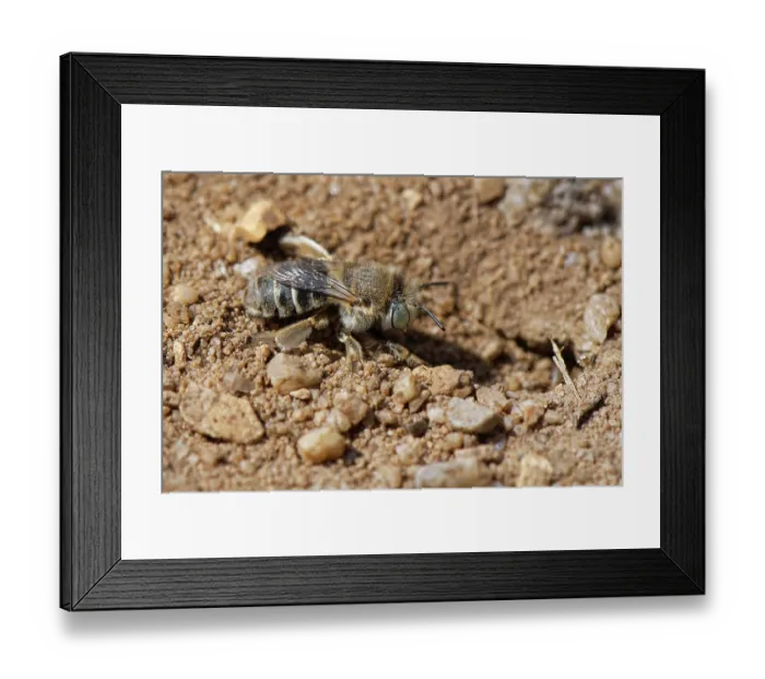 Framed Print : Green-eyed flower bee (Anthophora bimaculata) female, approaching the nest burrow in a sandy path through heathland, Dorset, England, UK. July Framed Print : Green-eyed flower bee (Anthophora bimaculata) female, approaching the nest burrow in a sandy path through heathland, Dorset, England, UK. July