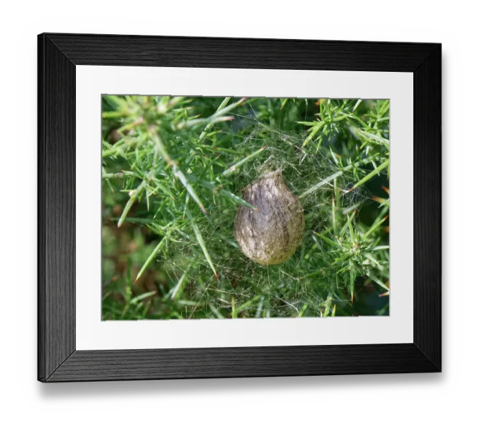 Framed Print : Wasp spider (Argiope bruennichi) egg flask suspended on silk threads in a European gorse (Ulex europaeus) bush in heathland, Dorset, England, UK. August Framed Print : Wasp spider (Argiope bruennichi) egg flask suspended on silk threads in a European gorse (Ulex europaeus) bush in heathland, Dorset, England, UK. August