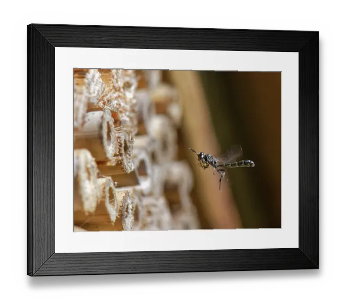 Framed Print : Club-horned wood borer wasp (Trypoxylon clavicerum) flying towards the nest burrow in an insect hotel carrying spider prey for its larvae to feed on, Wiltshire, England, UK. June Framed Print : Club-horned wood borer wasp (Trypoxylon clavicerum) flying towards the nest burrow in an insect hotel carrying spider prey for its larvae to feed on, Wiltshire, England, UK. June