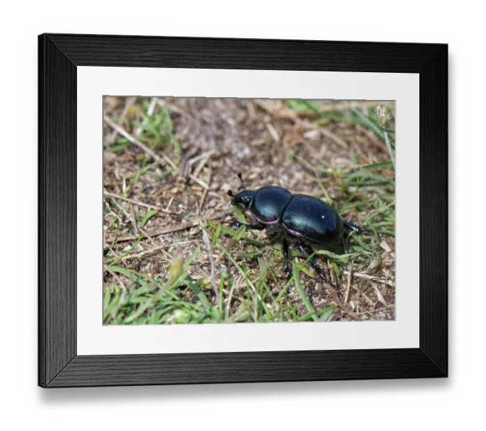 Framed Print : Heath dumble dor beetle (Trypocopris pyrenaeus) walking on a sandy path through heathland, Dorset, England, UK. August Framed Print : Heath dumble dor beetle (Trypocopris pyrenaeus) walking on a sandy path through heathland, Dorset, England, UK. August
