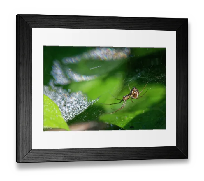 Framed Print : Common hammock-weaver (Linyphia triangularis) female hanging upside down on web sparkling with morning dew, Wiltshire, England, UK. October Framed Print : Common hammock-weaver (Linyphia triangularis) female hanging upside down on web sparkling with morning dew, Wiltshire, England, UK. October