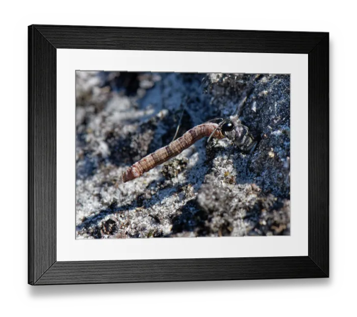 Framed Print : Heath sand wasp (Ammophila pubescens) carrying paralysed caterpillar prey into nest, food for its larvae, Studland heath, Dorset, England, UK. June Framed Print : Heath sand wasp (Ammophila pubescens) carrying paralysed caterpillar prey into nest, food for its larvae, Studland heath, Dorset, England, UK. June