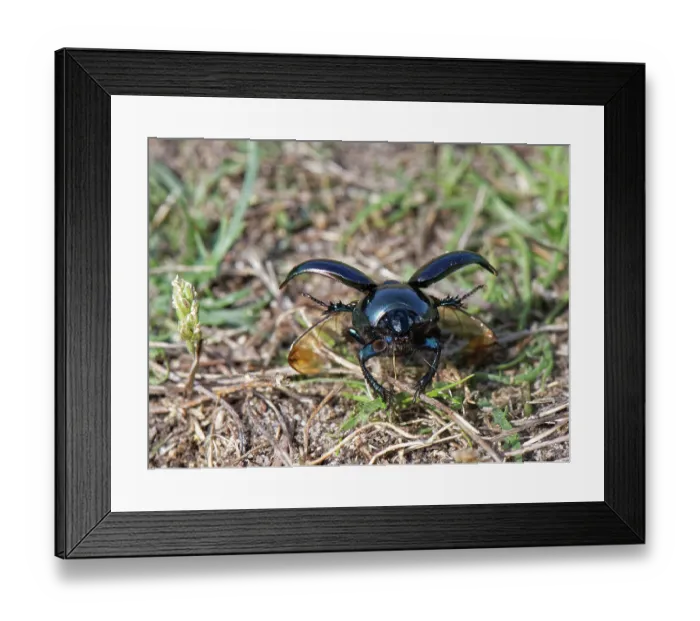 Framed Print : Heath dumble dor beetle (Trypocopris pyrenaeus) taking flight from a sandy path through heathland, Dorset, England, UK. August Framed Print : Heath dumble dor beetle (Trypocopris pyrenaeus) taking flight from a sandy path through heathland, Dorset, England, UK. August
