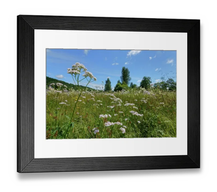 Framed Print : Common valerian (Valeriana officinalis) stand in flower in meadow, Callander Meadows, Callander, Perthshire, Scotland, UK. July Framed Print : Common valerian (Valeriana officinalis) stand in flower in meadow, Callander Meadows, Callander, Perthshire, Scotland, UK. July