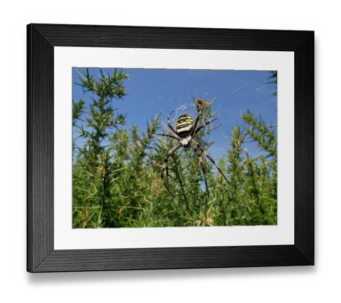 Framed Print : Wasp spider (Argiope bruennichi) female, on web among European gorse (Ulex europaeus) bushes in heathland, Dorset, England, UK. August Framed Print : Wasp spider (Argiope bruennichi) female, on web among European gorse (Ulex europaeus) bushes in heathland, Dorset, England, UK. August