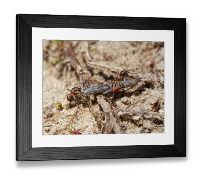 Framed Print : Three Wood ant (Formica rufa) workers dragging caterpillar prey back to their nest in sandy heathland, Dorset, England, UK. June Framed Print : Three Wood ant (Formica rufa) workers dragging caterpillar prey back to their nest in sandy heathland, Dorset, England, UK. June