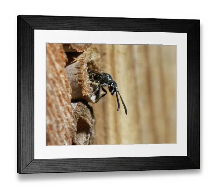 Framed Print : Five-spotted club-horned wasp (Sapyga quinquepunctata), a parasite of Mason bees, emerging from an insect hotel, Wiltshire, England, UK. May Framed Print : Five-spotted club-horned wasp (Sapyga quinquepunctata), a parasite of Mason bees, emerging from an insect hotel, Wiltshire, England, UK. May