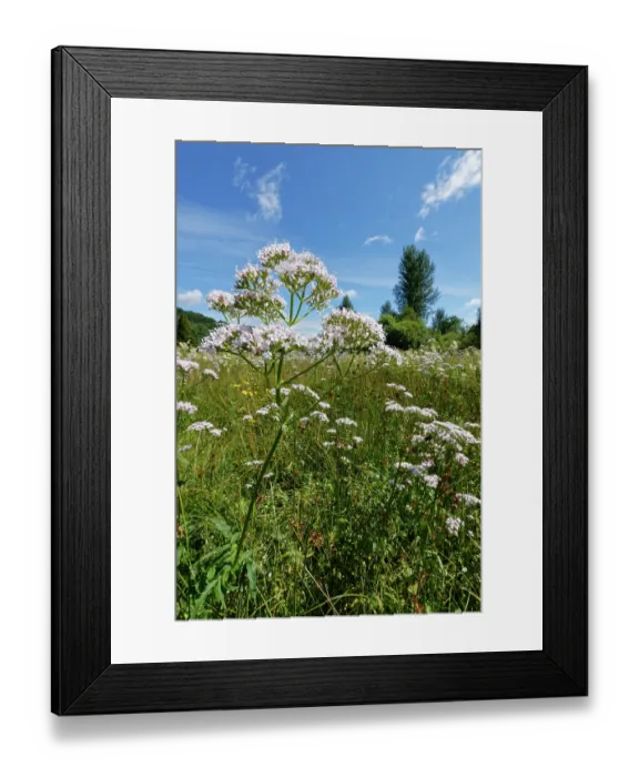 Framed Print : Common valerian (Valeriana officinalis) stand in flower in meadow, Callander Meadows, Callander, Perthshire, Scotland, UK. July Framed Print : Common valerian (Valeriana officinalis) stand in flower in meadow, Callander Meadows, Callander, Perthshire, Scotland, UK. July