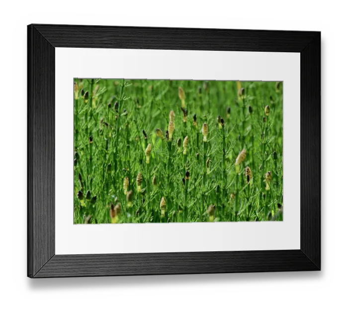 Framed Print : Swamp horsetail (Equisetum fluviatile) dense stand of fertile stems with spore-bearing cones in a shallow lake margin, Cannop Bridge Marsh, Forest of Dean, Gloucestershire Framed Print : Swamp horsetail (Equisetum fluviatile) dense stand of fertile stems with spore-bearing cones in a shallow lake margin, Cannop Bridge Marsh, Forest of Dean, Gloucestershire