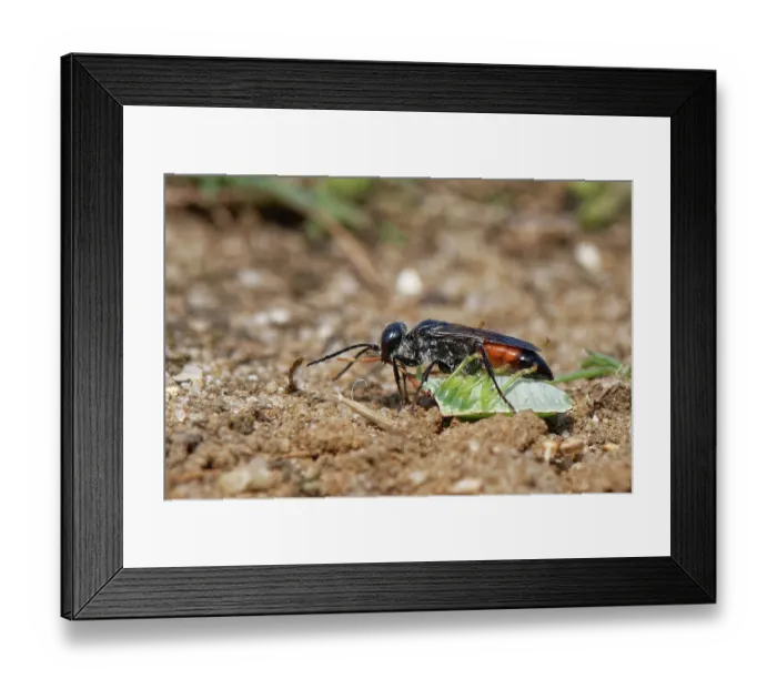 Framed Print : Shieldbug stalker wasp (Astata boops) dragging a paralysed Hawthorn shieldbug (Acanthosoma haemorrhoidale) nymph to its nest burrow as food for its larvae, Dorset, England, UK Framed Print : Shieldbug stalker wasp (Astata boops) dragging a paralysed Hawthorn shieldbug (Acanthosoma haemorrhoidale) nymph to its nest burrow as food for its larvae, Dorset, England, UK