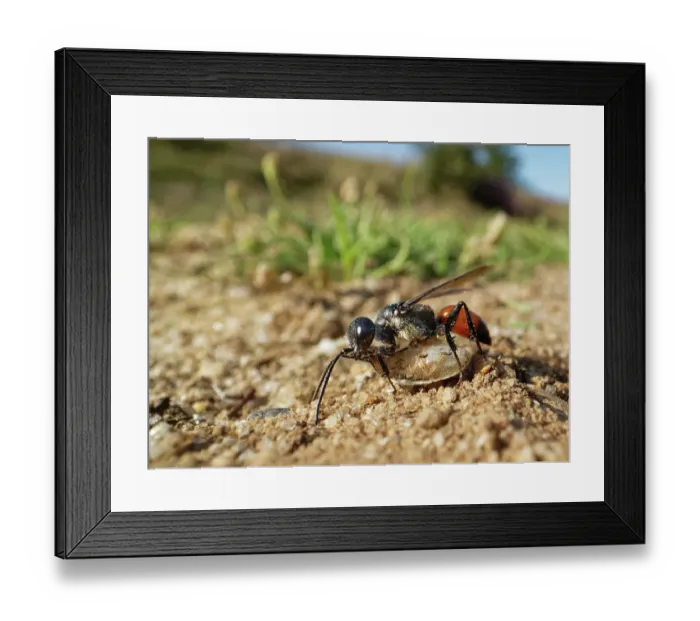 Framed Print : Shieldbug stalker wasp (Astata boops) dragging a paralysed Bishop's mitre shieldbug (Aelia acuminata) nymph to its nest burrow as food for its larvae, Dorset, England, UK. August Framed Print : Shieldbug stalker wasp (Astata boops) dragging a paralysed Bishop's mitre shieldbug (Aelia acuminata) nymph to its nest burrow as food for its larvae, Dorset, England, UK. August
