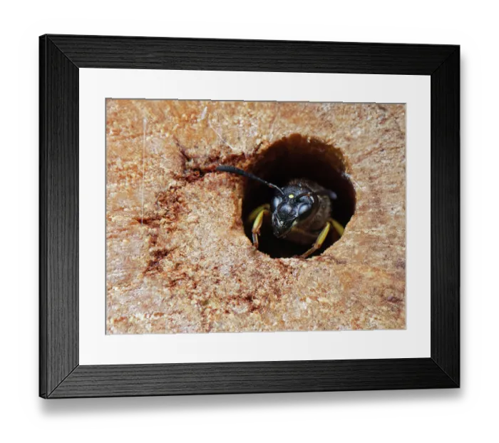 Framed Print : Mason wasp (Ancistrocerus sp.) female, emerging from its nest hole in an insect hotel, Wiltshire, London, UK. August Framed Print : Mason wasp (Ancistrocerus sp.) female, emerging from its nest hole in an insect hotel, Wiltshire, London, UK. August