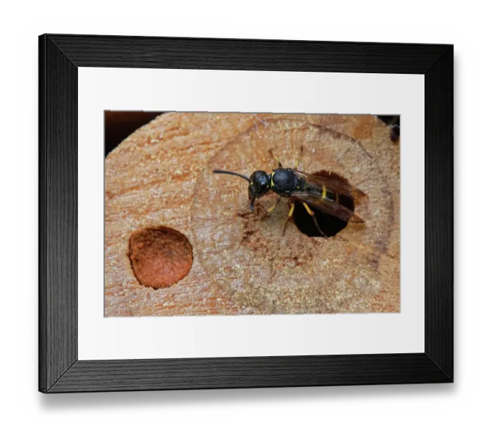 Framed Print : Mason wasp (Ancistrocerus sp.) female, emerging from its nest hole in an insect hotel, Wiltshire, London, UK. August
