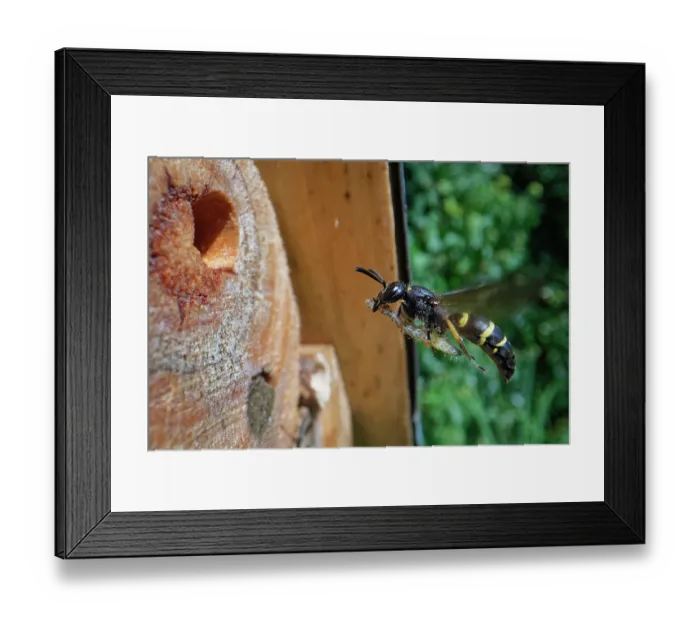 Framed Print : Mason wasp (Ancistrocerus sp.) female, flying towards its nest hole in an insect hotel with a caterpillar prey for its larvae to feed on, Wiltshire, England, UK. August Framed Print : Mason wasp (Ancistrocerus sp.) female, flying towards its nest hole in an insect hotel with a caterpillar prey for its larvae to feed on, Wiltshire, England, UK. August