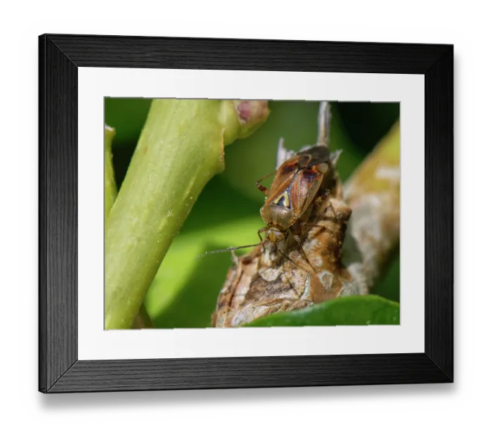 Framed Print : Mirid bug (Lygus pratensis) resting in an Ivy (Hedera helix) bush, Wiltshire, England, UK. October Framed Print : Mirid bug (Lygus pratensis) resting in an Ivy (Hedera helix) bush, Wiltshire, England, UK. October