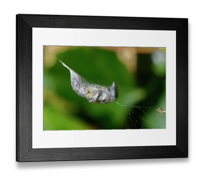 Framed Print : Ivy bee (Colletes hederae) tightly wrapped in silk in the web of a Garden cross spider (Araneus diadematus), Wiltshire, England, UK. October Framed Print : Ivy bee (Colletes hederae) tightly wrapped in silk in the web of a Garden cross spider (Araneus diadematus), Wiltshire, England, UK. October